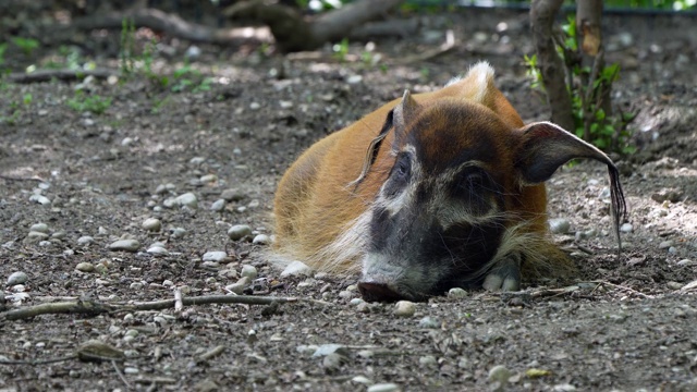 红河猪，Potamochoerus porcus，又名灌木猪。视频素材