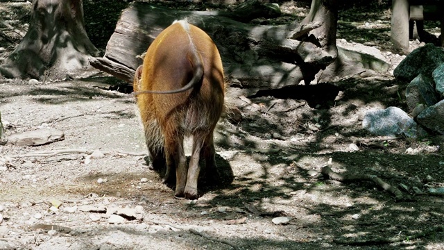 红河猪，Potamochoerus porcus，又名灌木猪。视频素材