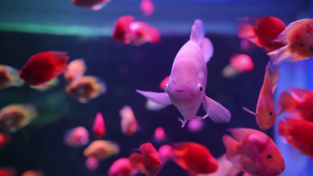 红色的鱼在水族馆里游泳视频素材