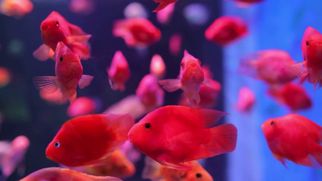 红色的鱼在水族馆里游泳视频素材