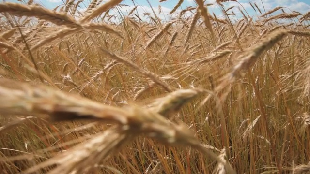 裸麦穗田近距离观察。收获的概念视频素材