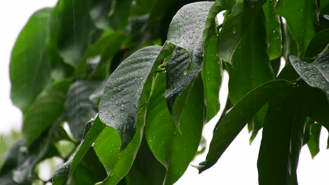 雨季，雨落在树叶上视频素材