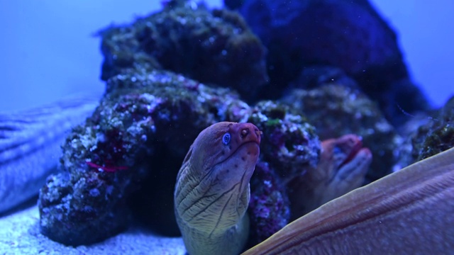 海鳗在水下捕鱼视频素材