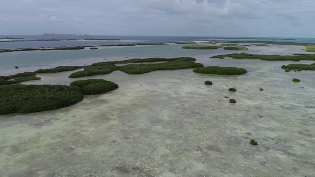 鸟瞰图红树林礁栖息地周围的绿松石水在加勒比海视频素材