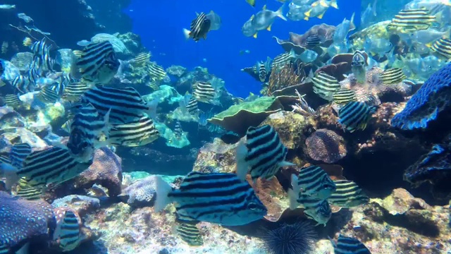 时间流逝的彩色热带鱼游泳水下视频素材