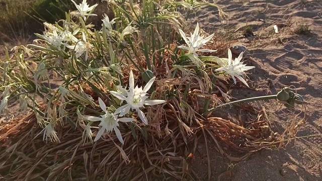 意大利普利亚地区萨伦托盐湖中的水仙花视频素材