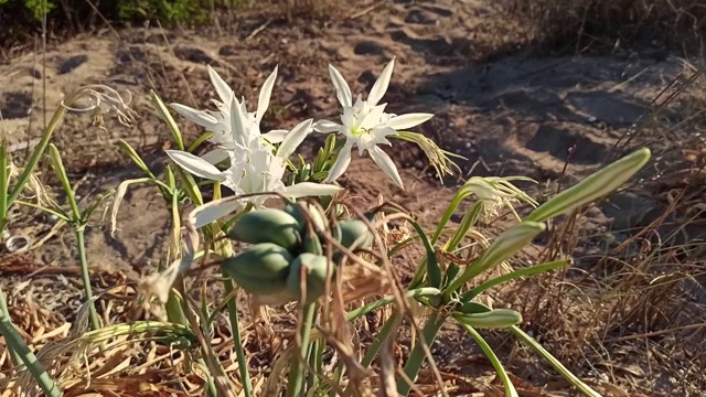 意大利普利亚地区萨伦托盐湖中的水仙花视频素材