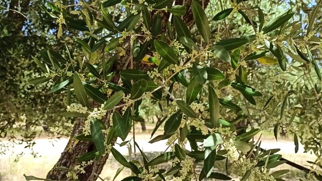 意大利普利亚的一棵带花的橄榄枝和食蚜蝇的特写视频素材