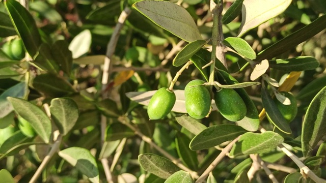 绿橄榄在橄榄树上随风飘扬。视频素材