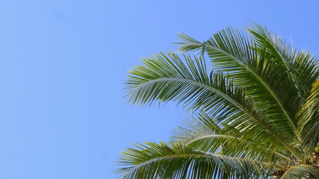 热带海滩棕榈叶椰子树摇摆在晴朗的蓝天夏天背景。视频素材