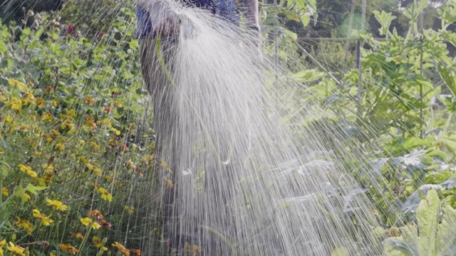 人类正在用水管给植物浇水。视频下载