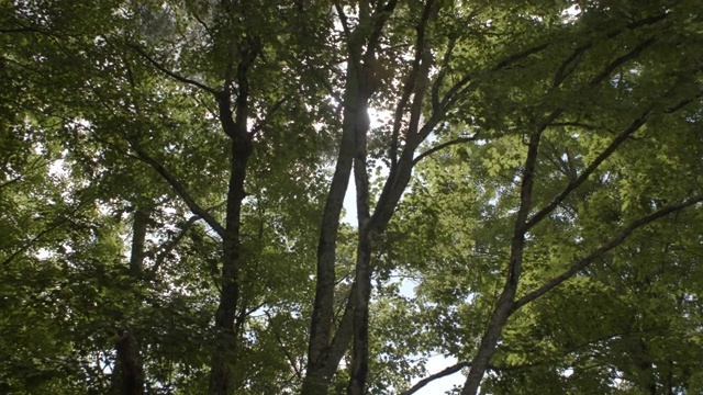 POV树太阳透镜耀斑森林卡茨基尔夏季仰望视频素材