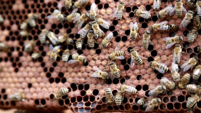 蜜蜂和蜂蜜视频下载