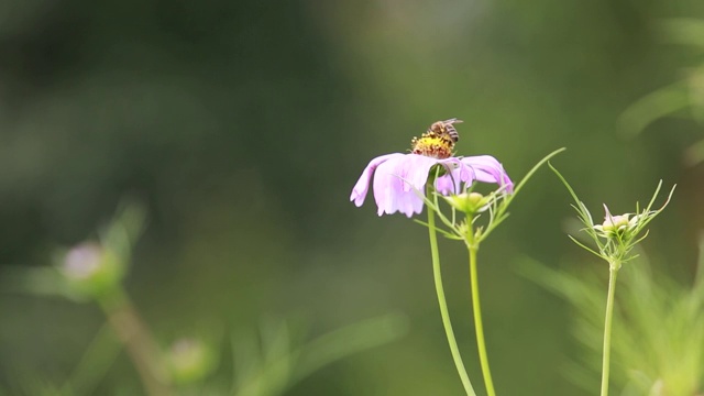 花上的蜜蜂视频下载