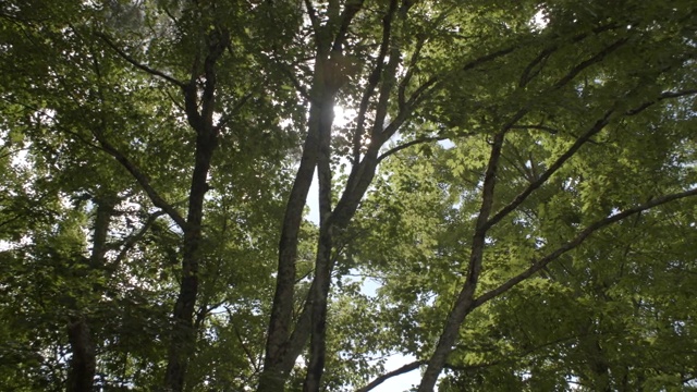 抬头看POV树太阳透镜耀斑森林卡茨基尔夏季抬头视频素材