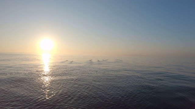 和鸟儿一起看海上日出视频素材