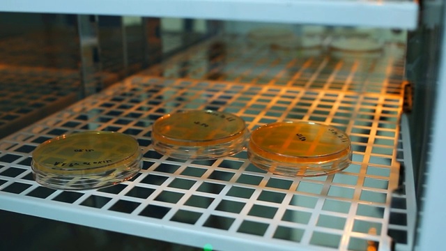 培养皿中。生物科学实验室视频素材