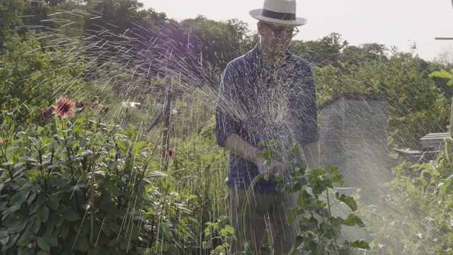 高级园丁正在用花园水管给植物浇水。视频下载