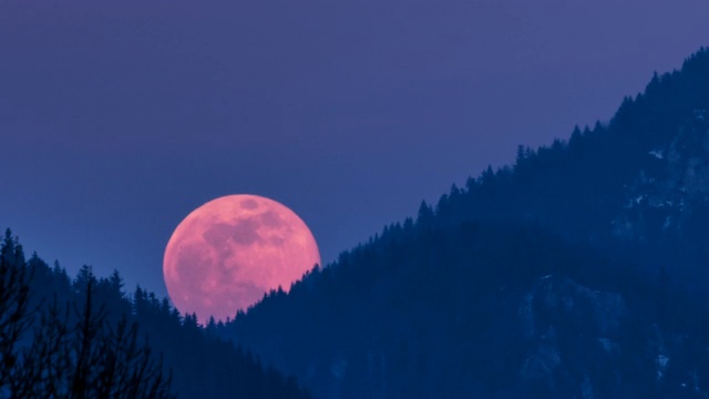 满月时，蓝色夜空中红色超级月亮从森林上空升起视频素材