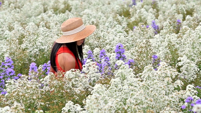 在田野里的花视频素材