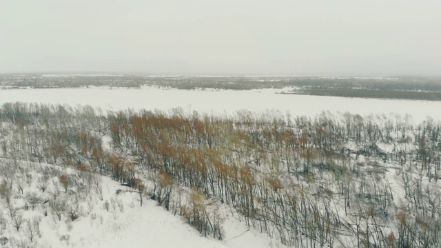 冬季森林与光秃秃的树木在下雪空中全景图视频素材