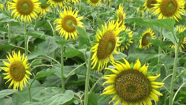 向日葵在田野里盛开视频素材