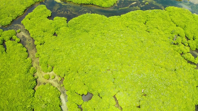 红树林和河流鸟瞰图。视频素材