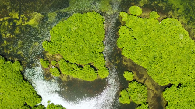 红树林和河流鸟瞰图。视频素材