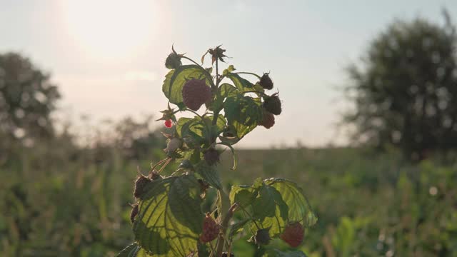 灌木上的覆盆子细节视频素材