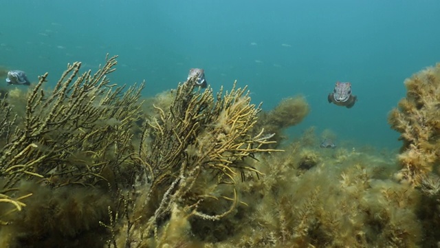 澳大利亚巨型墨鱼聚集(Sepia apama)在澳大利亚水下视频素材