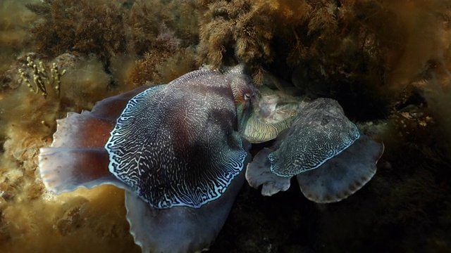 澳大利亚巨型墨鱼聚集(Sepia apama)在澳大利亚水下视频素材