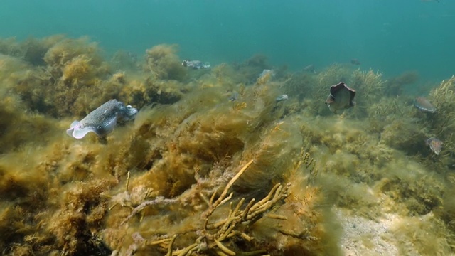 澳大利亚巨型墨鱼聚集(Sepia apama)在澳大利亚水下视频下载