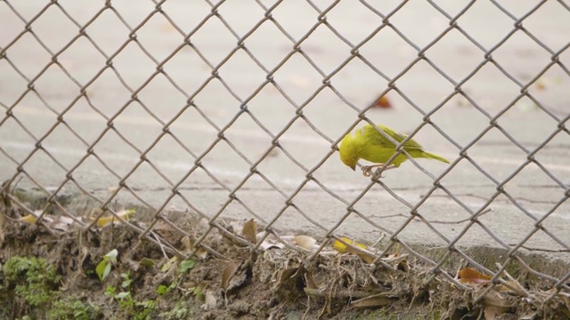 黄翅雀(Sicalis flaveola)，黄色的鸟在金属网格上视频素材