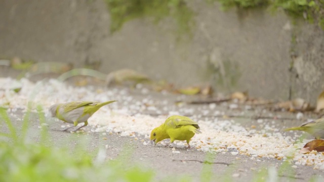 小鸟在地上吃米饭和面条视频素材