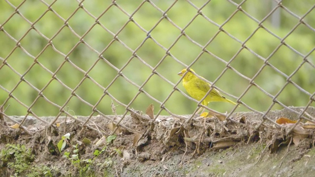 黄翅雀(Sicalis flaveola)，黄色的鸟在金属网格上视频素材