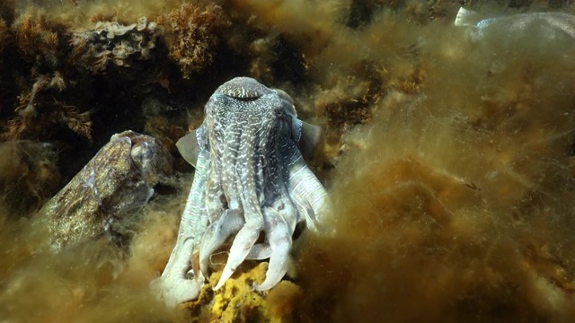 澳大利亚巨型墨鱼聚集(Sepia apama)在澳大利亚水下视频下载