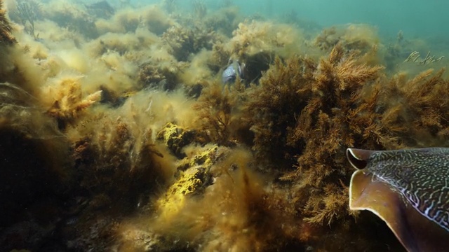 澳大利亚巨型墨鱼聚集(Sepia apama)在澳大利亚水下视频下载