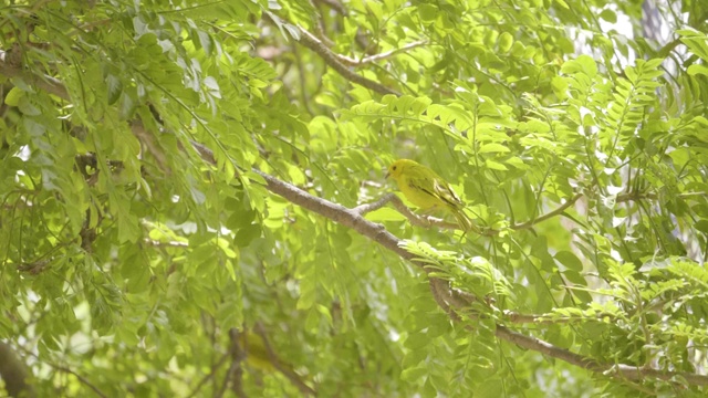 一只鸽子和藏红花雀(Sicalis flaveola)，棕色和黄色的鸟在树枝上视频素材