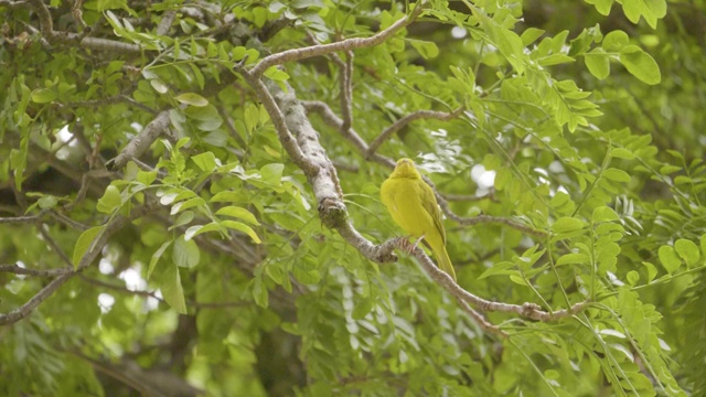 黄翅雀(Sicalis flaveola)，黄色的鸟是在树枝上视频素材