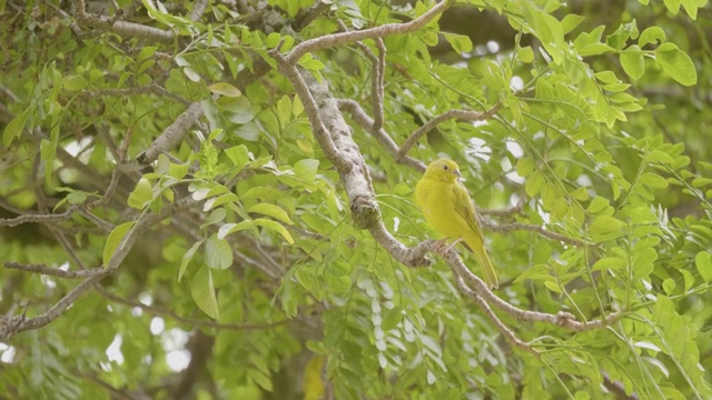 黄翅雀(Sicalis flaveola)，黄色的鸟是在树枝上视频素材