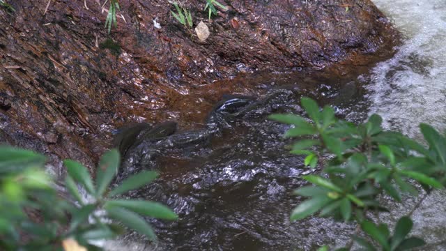 野生鱼类游在天然溪流的岩石上视频素材