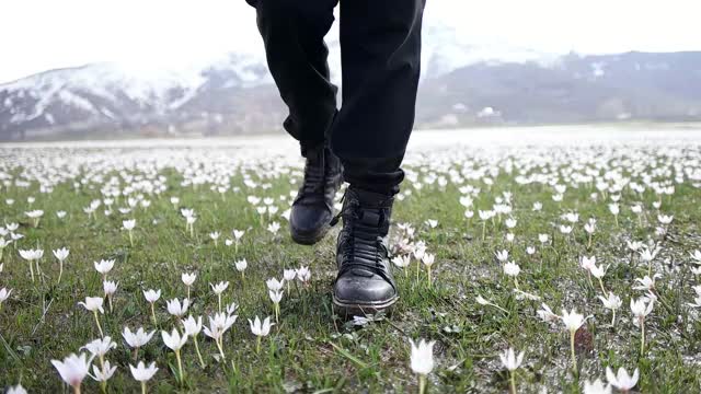 白色磨粉花视频素材