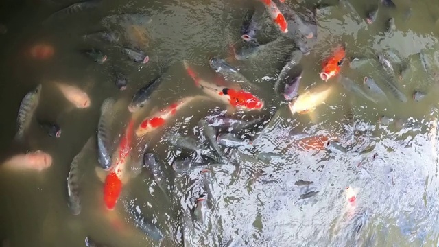 水中有罗非鱼和锦鲤视频素材