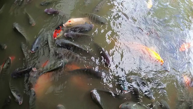 水中有罗非鱼和锦鲤视频素材