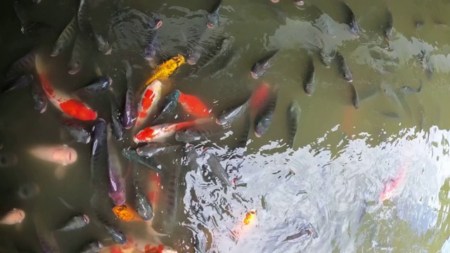 水中有罗非鱼和锦鲤视频素材