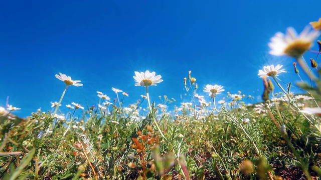 蓝色天空背景上盛开的洋甘菊田视频素材