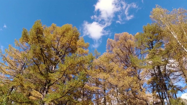 秋天的公园里有黄色的树木，树木映衬着湛蓝的天空，秋高气爽，4k视频视频素材