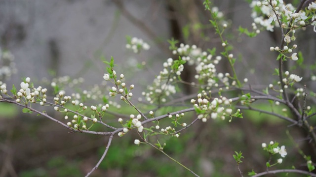 在早春开花的树视频素材