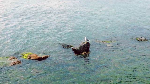 清澈的大海和岩石上的海鸥视频素材