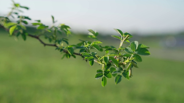 玫瑰的枝条在风中摇曳视频素材